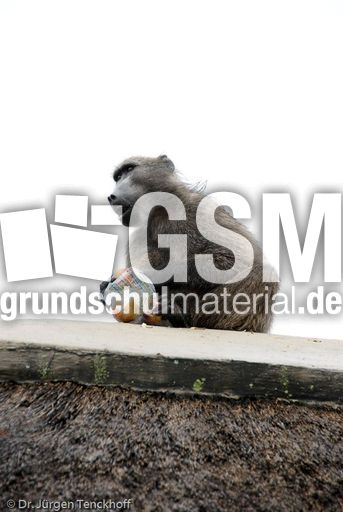 Tschakma Pavian (33 von 48).jpg